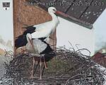 Capi_Dubne_20250415_091503.jpg