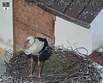 Capi_Dubne_20250415_092002.jpg