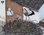 Capi_Dubne_20250415_094002.jpg