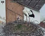 Capi_Dubne_20250415_094503.jpg