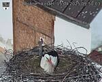 Capi_Dubne_20250415_095003.jpg