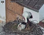 Capi_Dubne_20250415_095503.jpg