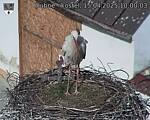 Capi_Dubne_20250415_100003.jpg