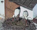 Capi_Dubne_20250415_100503.jpg