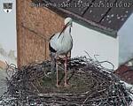 Capi_Dubne_20250415_101002.jpg