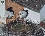 Capi_Dubne_20250415_102003.jpg