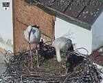 Capi_Dubne_20250415_103003.jpg