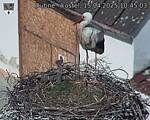 Capi_Dubne_20250415_104503.jpg