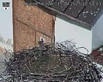 Capi_Dubne_20250415_105003.jpg