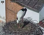 Capi_Dubne_20250415_105502.jpg