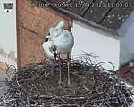 Capi_Dubne_20250415_110503.jpg
