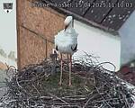 Capi_Dubne_20250415_111003.jpg