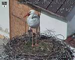 Capi_Dubne_20250415_111502.jpg