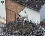Capi_Dubne_20250415_113504.jpg
