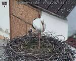 Capi_Dubne_20250415_114003.jpg