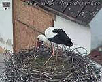 Capi_Dubne_20250415_115002.jpg