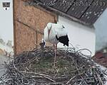Capi_Dubne_20250415_120003.jpg