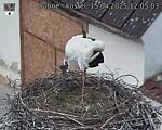 Capi_Dubne_20250415_120503.jpg