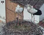 Capi_Dubne_20250415_121002.jpg