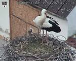 Capi_Dubne_20250415_122004.jpg