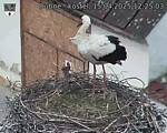 Capi_Dubne_20250415_122503.jpg