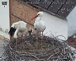 Capi_Dubne_20250415_124002.jpg