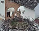Capi_Dubne_20250415_124502.jpg