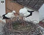 Capi_Dubne_20250415_125004.jpg