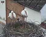 Capi_Dubne_20250415_130003.jpg