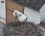 Capi_Dubne_20250415_131002.jpg