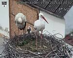 Capi_Dubne_20250415_132002.jpg