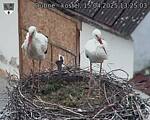Capi_Dubne_20250415_132503.jpg