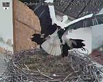 Capi_Dubne_20250415_133002.jpg