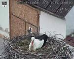 Capi_Dubne_20250415_134003.jpg