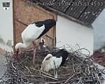 Capi_Dubne_20250415_134503.jpg