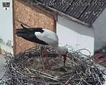 Capi_Dubne_20250415_140502.jpg
