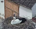 Capi_Dubne_20250415_141503.jpg