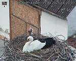 Capi_Dubne_20250415_142003.jpg