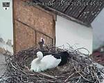 Capi_Dubne_20250415_144502.jpg