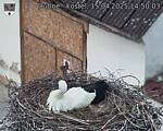 Capi_Dubne_20250415_145003.jpg