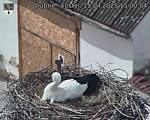 Capi_Dubne_20250415_150004.jpg