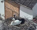 Capi_Dubne_20250415_150503.jpg