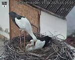 Capi_Dubne_20250415_152503.jpg