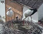 Capi_Dubne_20250415_153502.jpg