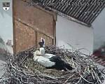 Capi_Dubne_20250415_155003.jpg