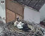 Capi_Dubne_20250415_160003.jpg