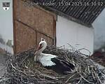 Capi_Dubne_20250415_163002.jpg
