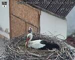 Capi_Dubne_20250415_165004.jpg