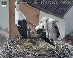 Capi_Dubne_20250415_170502.jpg