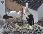 Capi_Dubne_20250415_171004.jpg